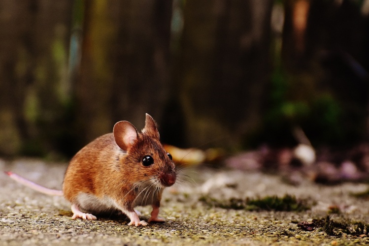 Is de natuurlijke muis stil?