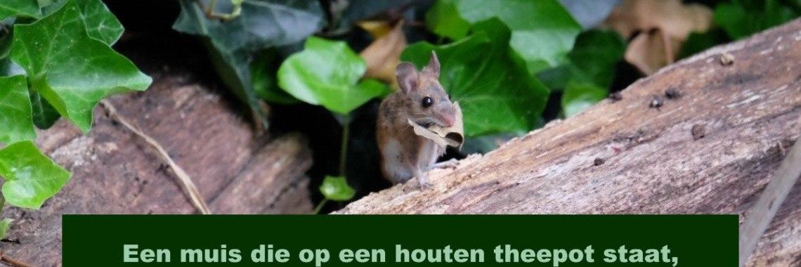  Als een muis op een theepot staat