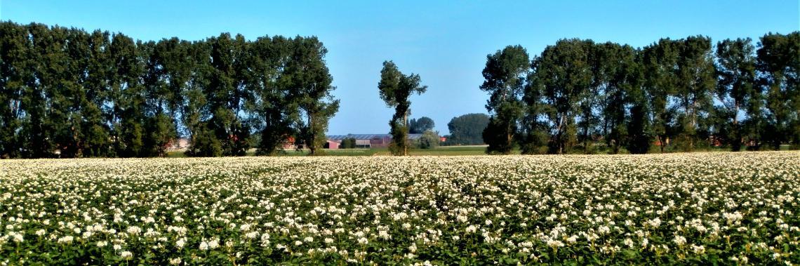 De schoonheid van een aardappelveld.
