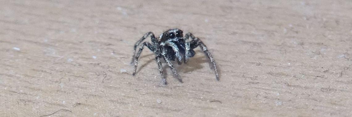  Eau de Arachnida
