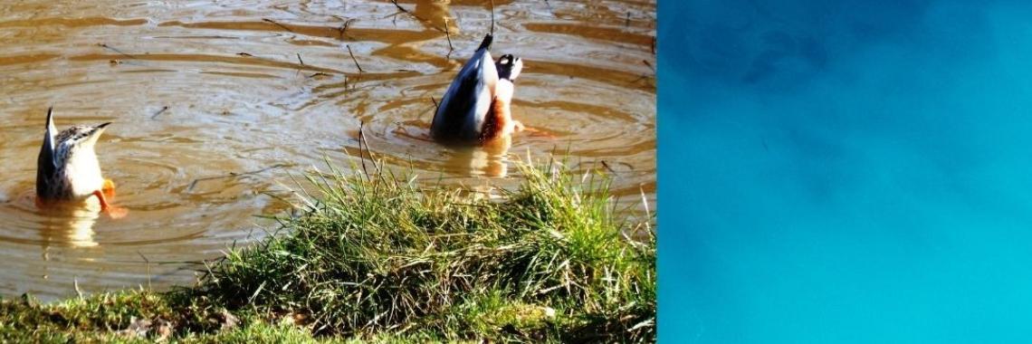 Eend twee, driest!