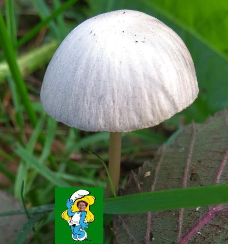  Een (on)bekende smurf