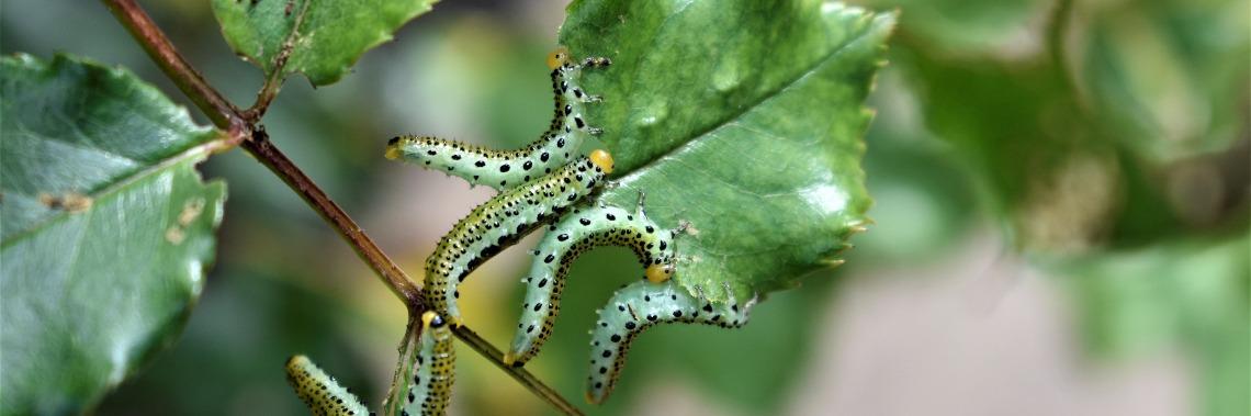 Elke rups wordt ooit een vlinder... of toch niet ?