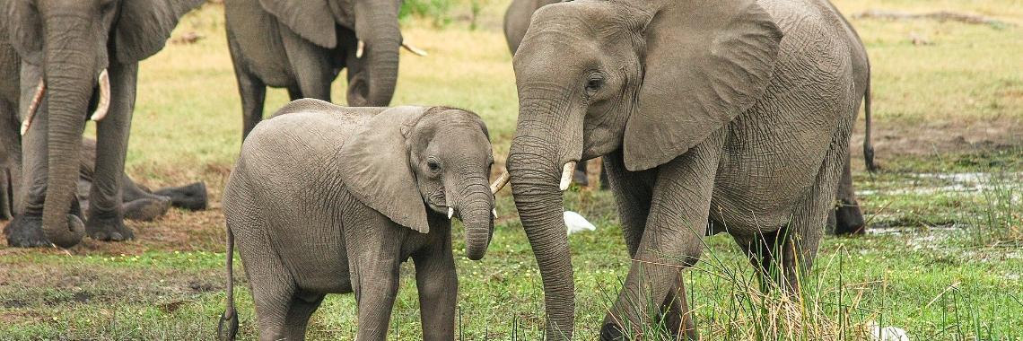  Evolutie: Olifantenvrouwtjes worden geboren zonder slagtanden