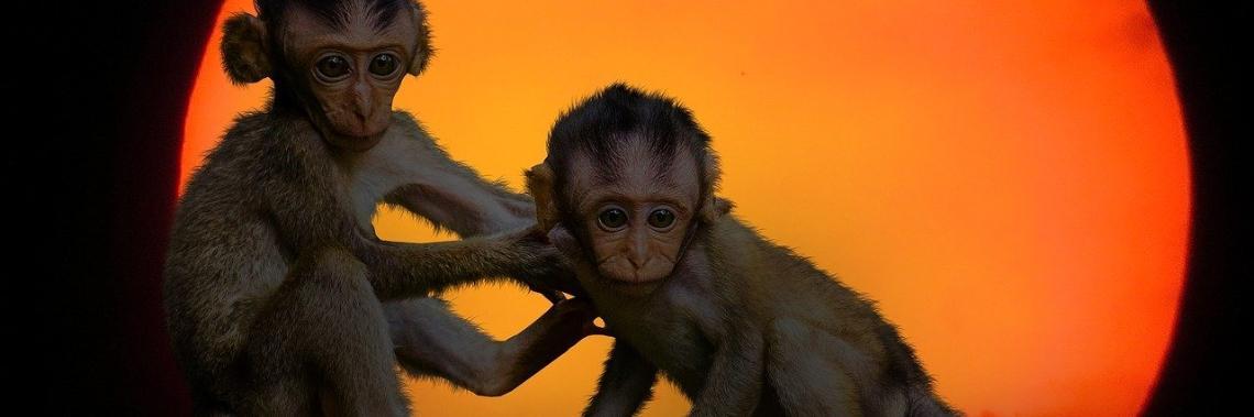  Flying monkeys binnen het narcisme