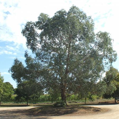  Grote Eucalyptusboom in Kermaria, Bretagne, Frankrijk.