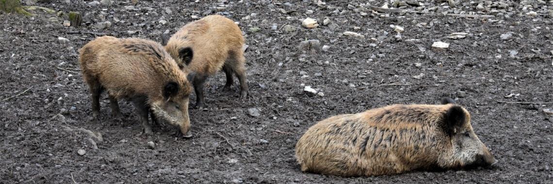 Han-Sur-Lesse : wildpark en grottencomplex