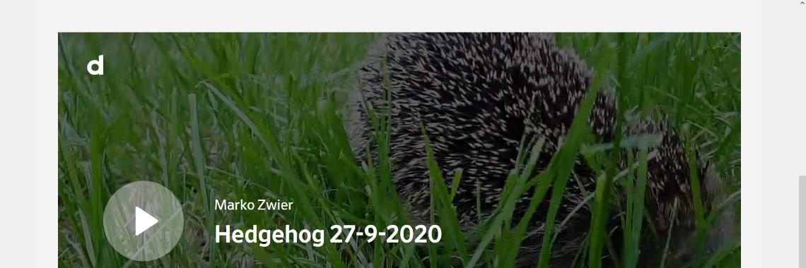  Hedgehog 27-9-2020