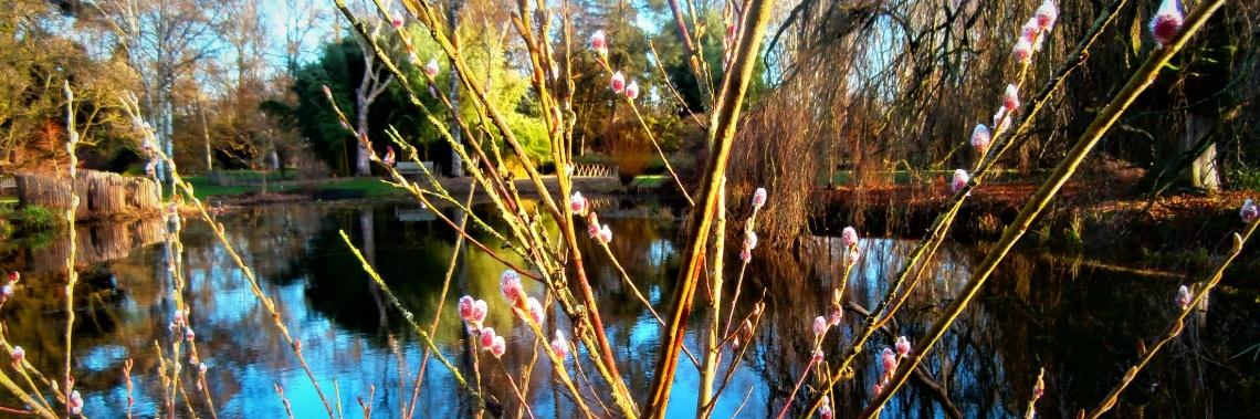 Het Arboretum van Kalmthout in de winter.