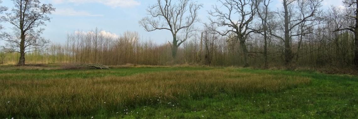  Het Beekbergerwoud in de lente