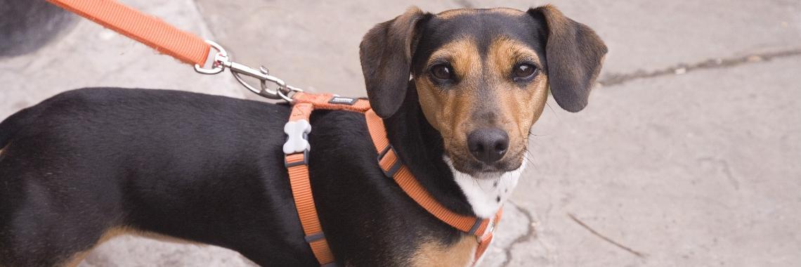  Houd hond aan de lijn: pas op voor vogelgriep