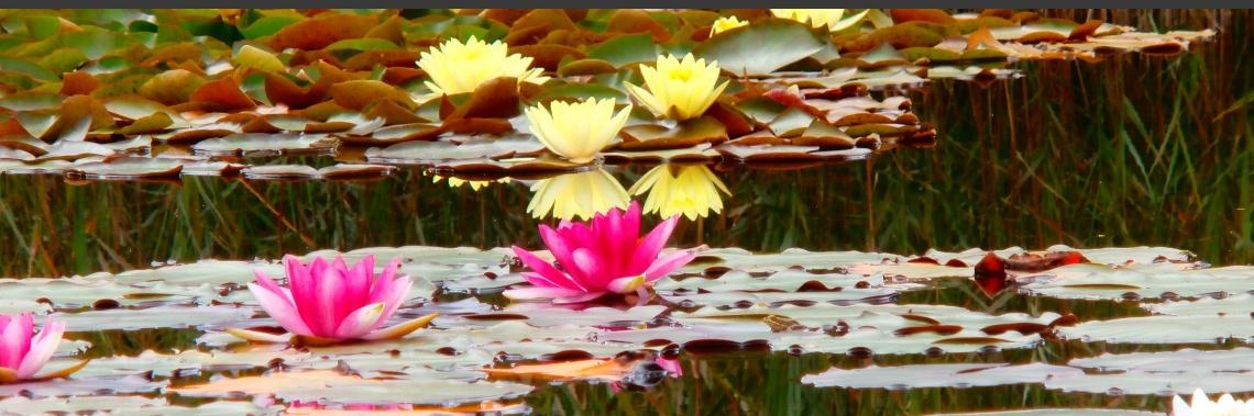  Invitation to '21 days of abundance' with Deepak Chopra. (for free !)