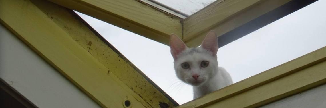  Kitten