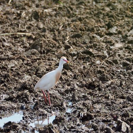  Koereiger