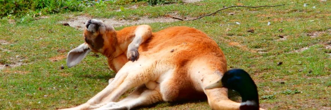 Leuke weetjes over dieren