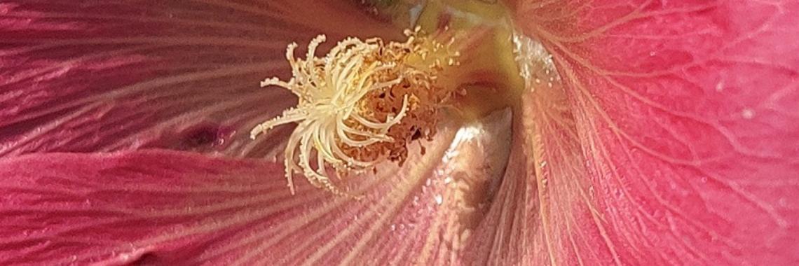  Macrofotografie