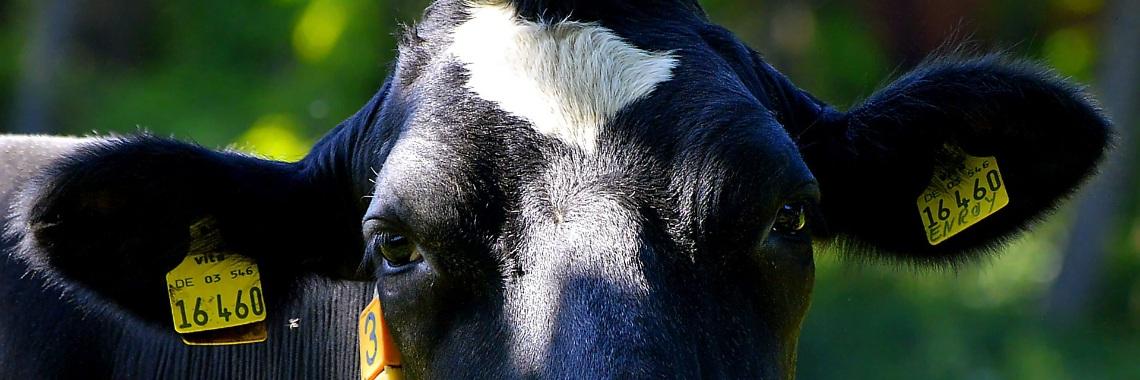 Melkvee bedrijven, Landbouwers, Varkensboeren, Vissers