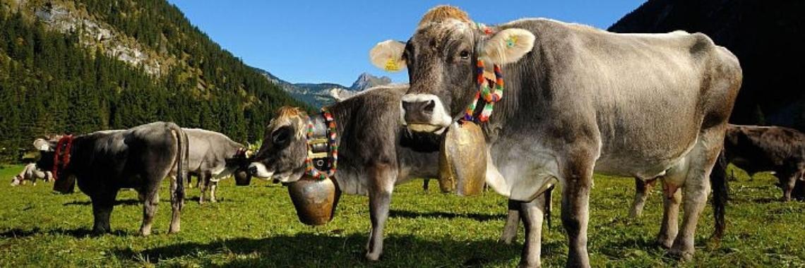 Mensen die met dieren werken kennen hun verzet
