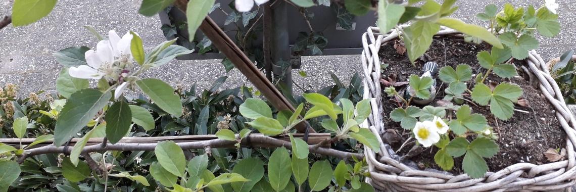  Mijn moestuin eind april