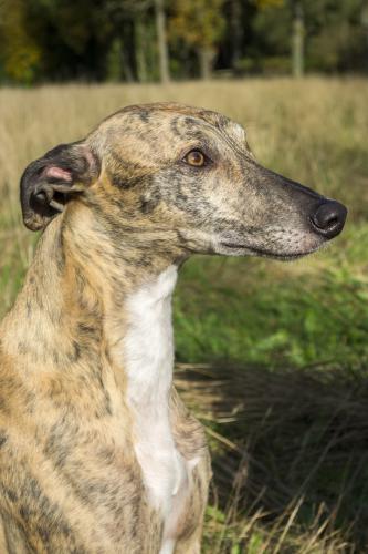  Onze greyhound Jenna
