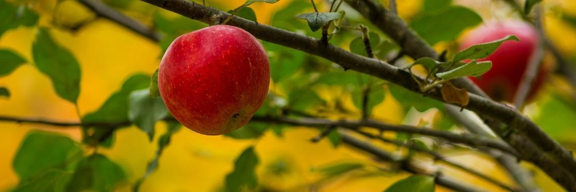 Op zoek naar Eden, Paradijs en Hemel