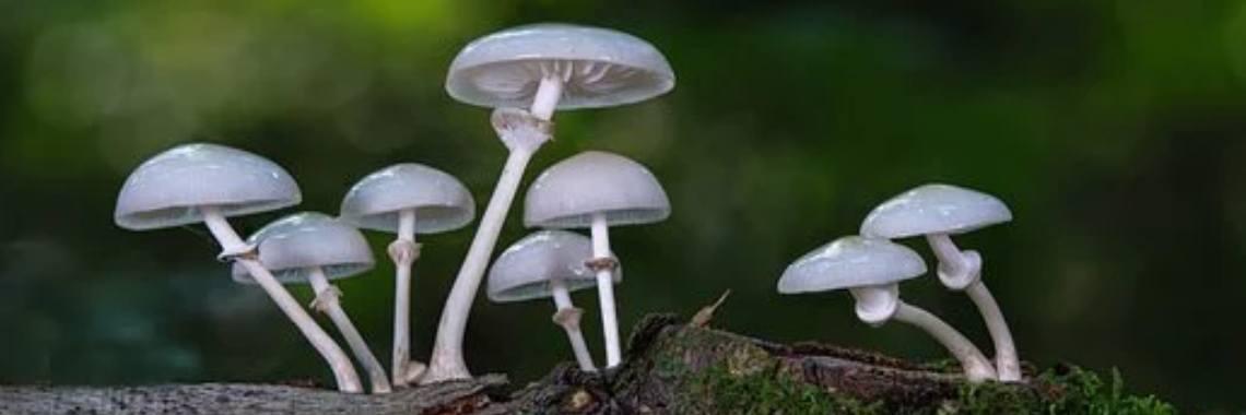  Paddenstoelen, het Begin van de Lange Herfst