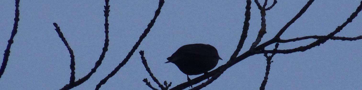  Silhouet vogel