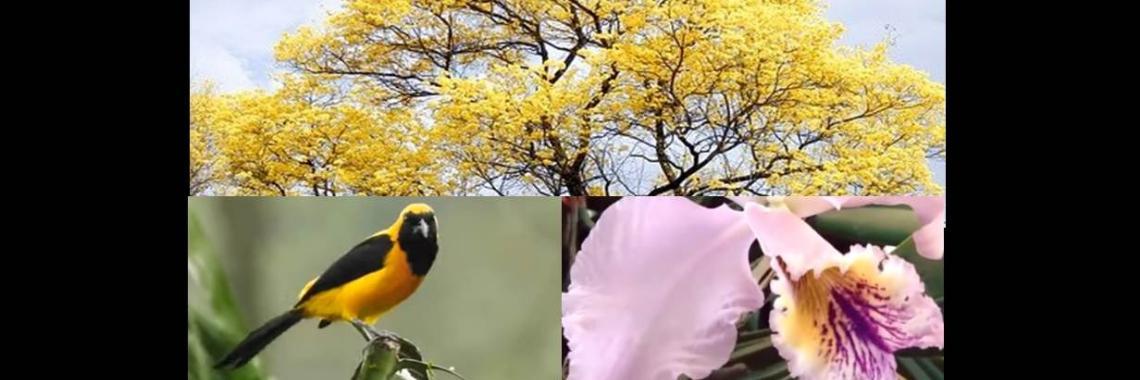  Símbolos Naturales de Venezuela
