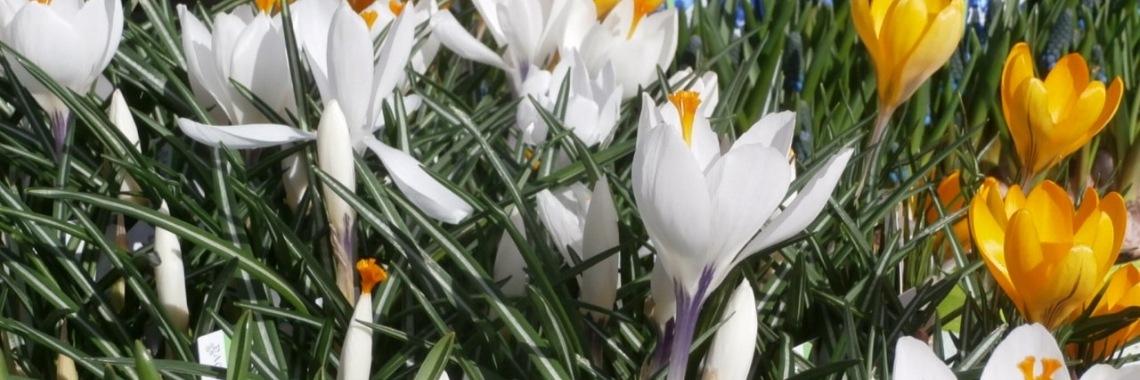 Soms moet je gewoon even je stoute schoenen aantrekken... om je blog te promoten.
