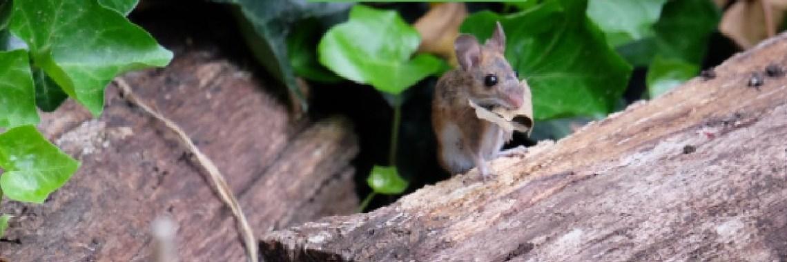  Theepotje: Muis