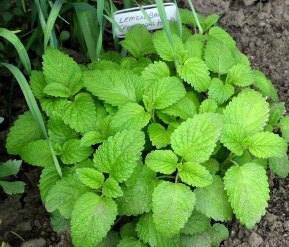  ~ The history of Lemon Balm ~