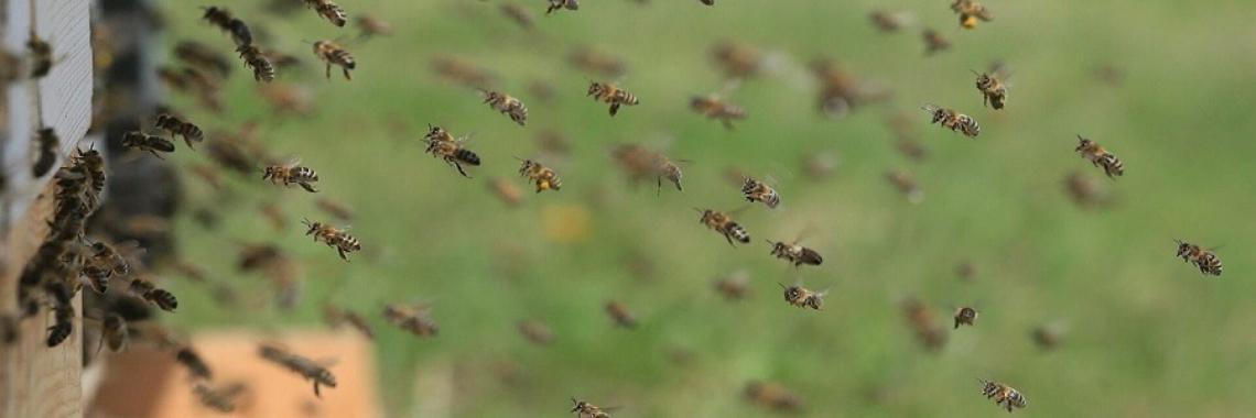  Tweehonderd keer uitvliegen voor 1 gram honing