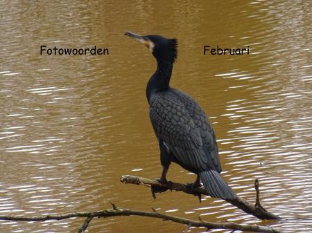  Uitdaging: Fotowoorden Februari 2019