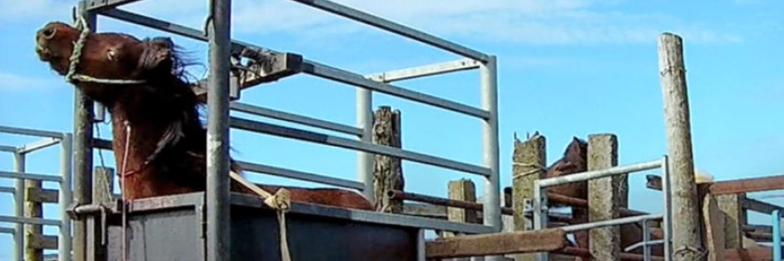  Vruchtbaarheid bevorderen bij varkens en koeien