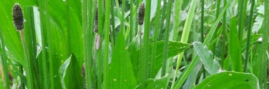  Weegbree Superfood! De taaie rakker van het veld.