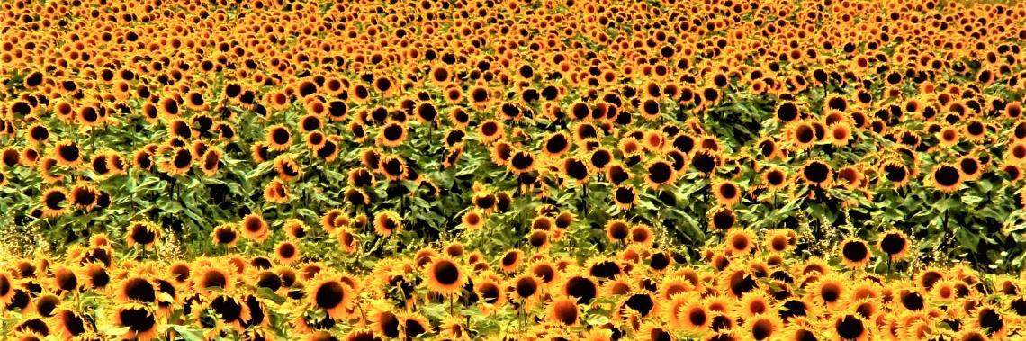 Zomer in Frankrijk - 3 weken, 3 streken : het overzicht