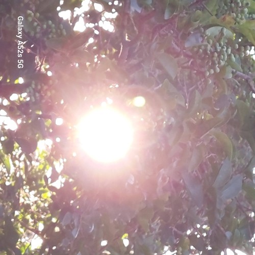 De zonnestaak in beeld