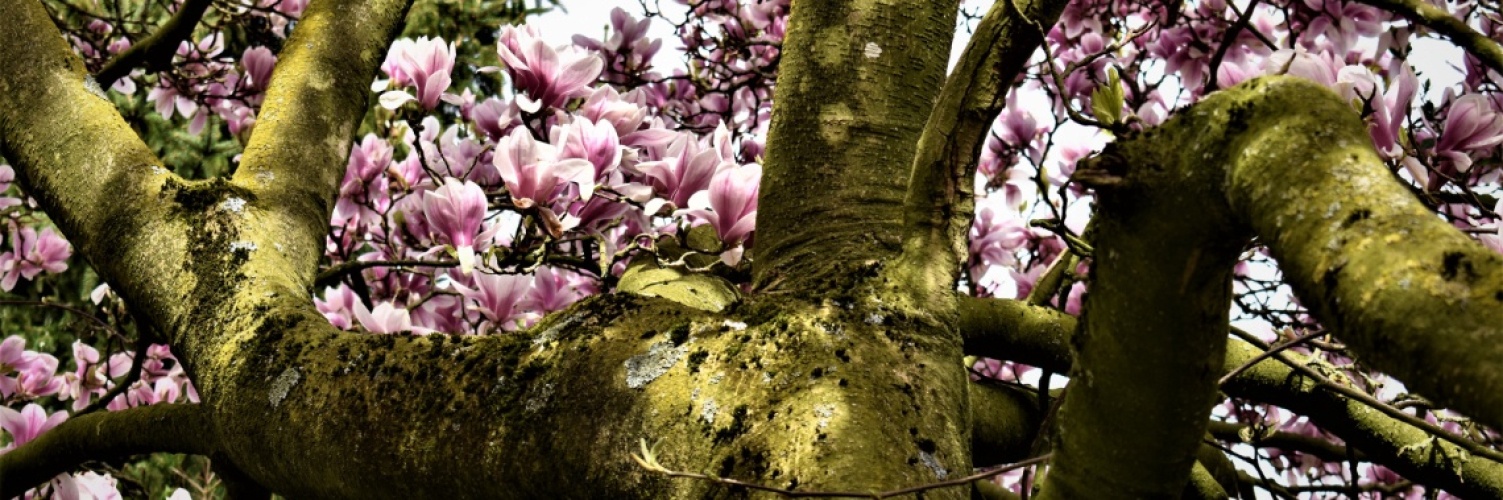 De grootste magnoliaboom die ik ken.