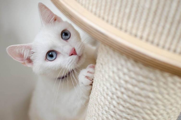 Milieuvriendelijke Speeltjes voor Katten: Duurzaam Plezier voor Je Harige Vriend