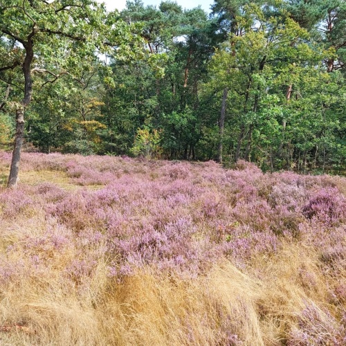 Een speciaal zomerseizoen