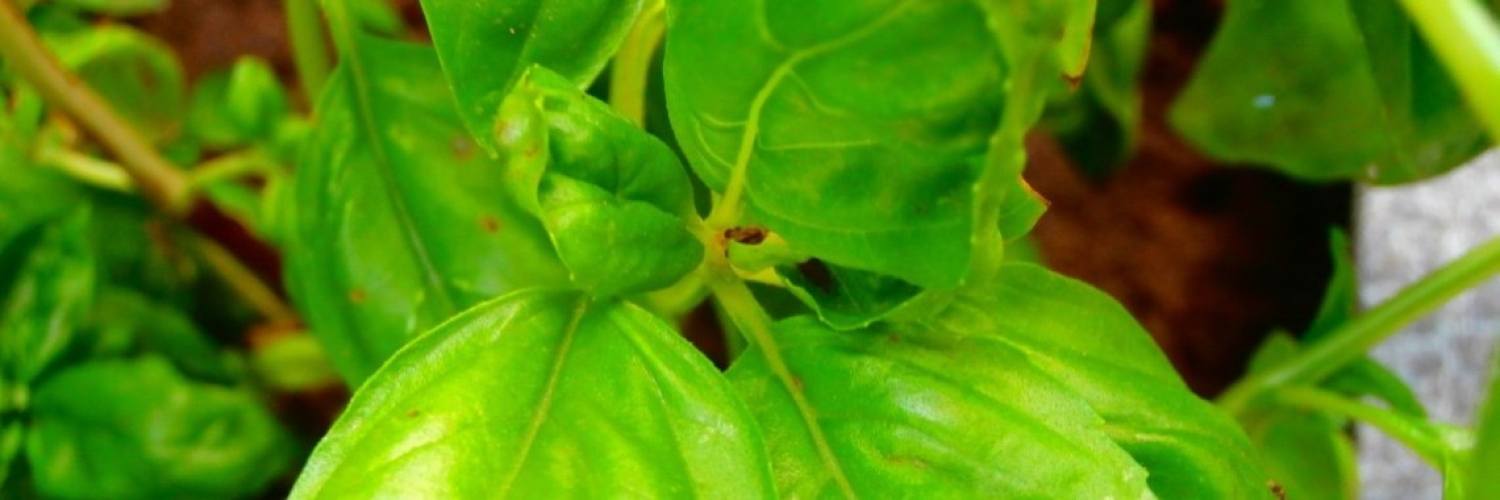 Basilicum : hoe haal je het maximum uit je plantje ?