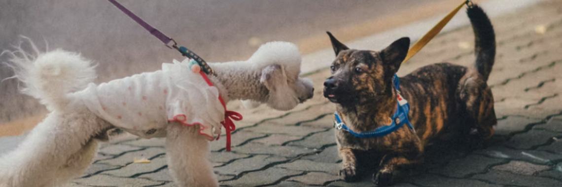 Pleased to meet You ! | Henkjan de Krijger