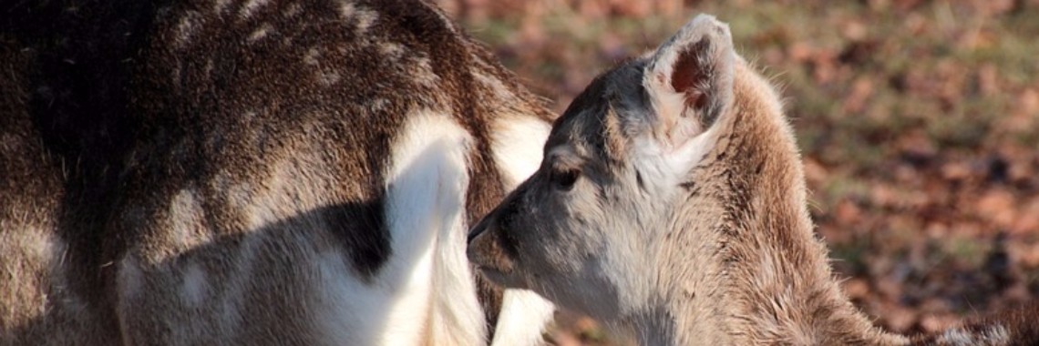Volgen gaat veranderen | Henkjan de Krijger