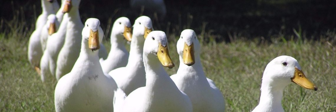 Yoors Filter : Volgen Verbeteringen | Henkjan de Krijger