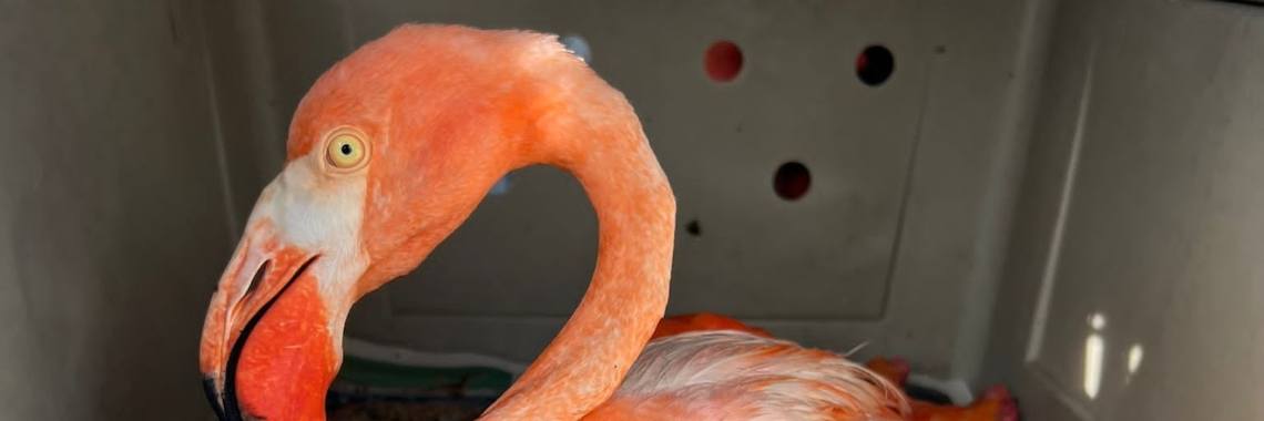 Flamingo met gebroken vleugel gered!  | Henkjan de Krijger
