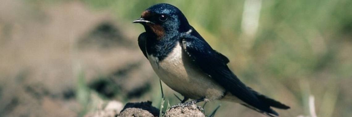 Paniek en zwaluwen? | Thinkingaboutyou