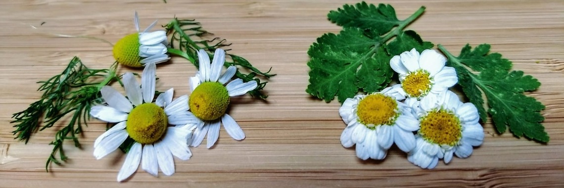 Kamille vs Moederkruid | Nathurel