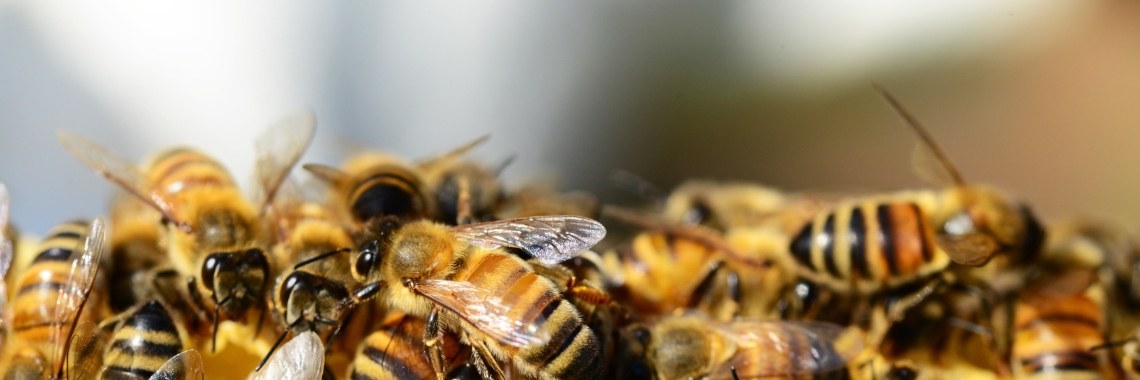 Zelf propolistinctuur maken | Nathurel