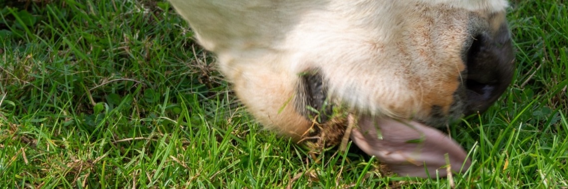 Hoe eet een koe gras? | A kitchen in Holland