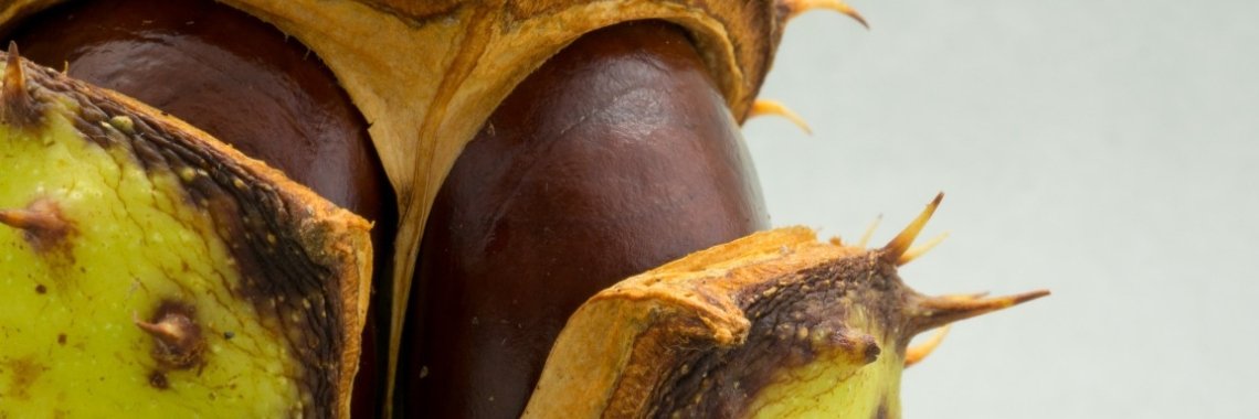 Kastanjes | A kitchen in Holland